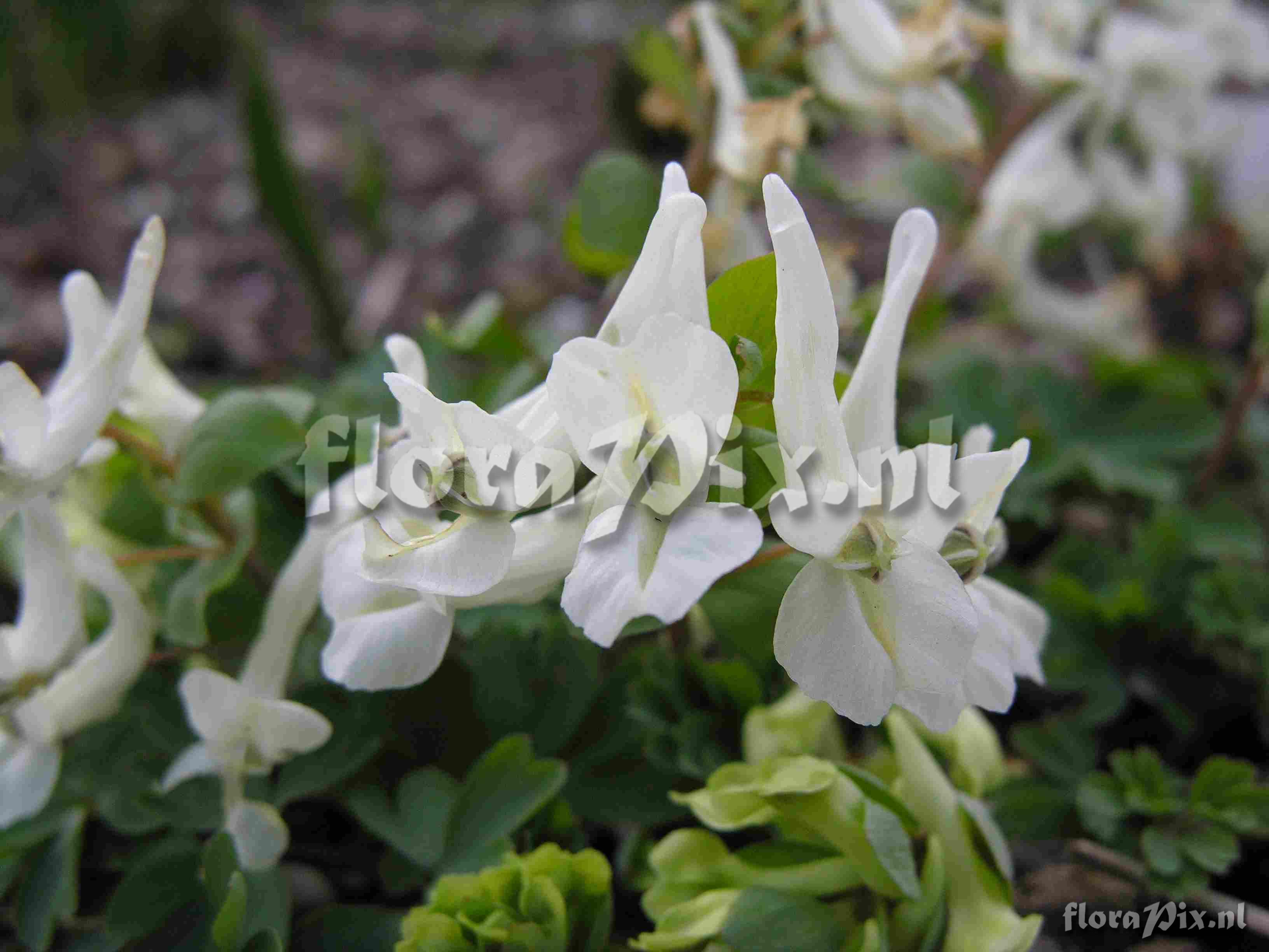 Corydalis malkensis