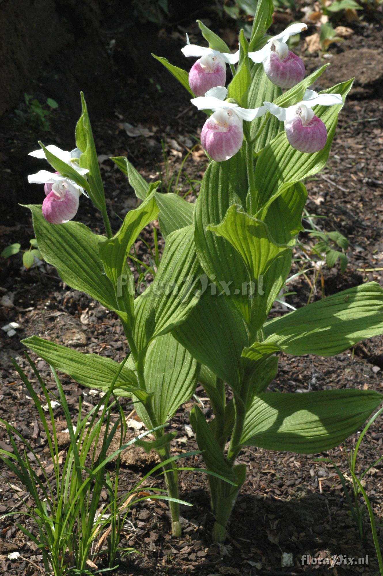 Cypripedium reginae