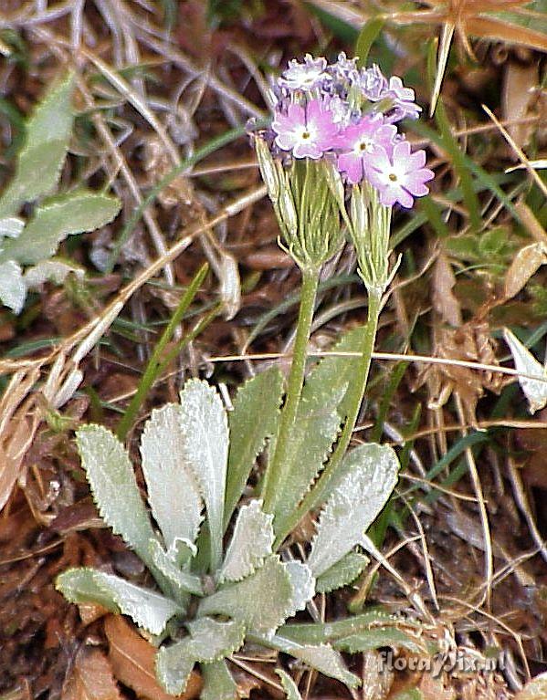 Primula specuicola