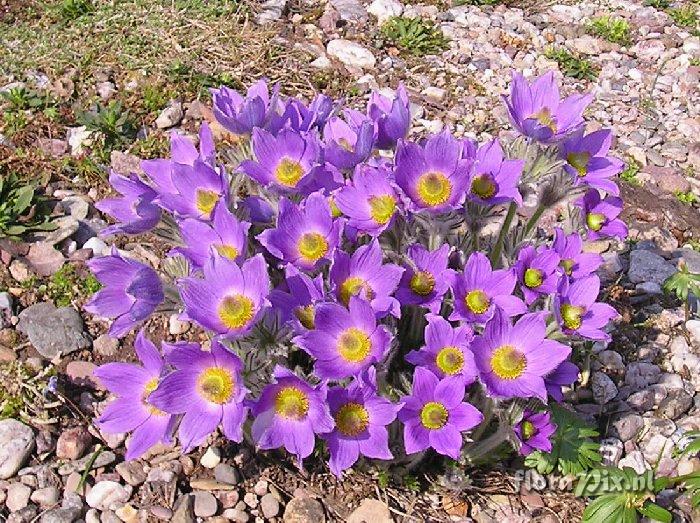 Pulsatilla slavica