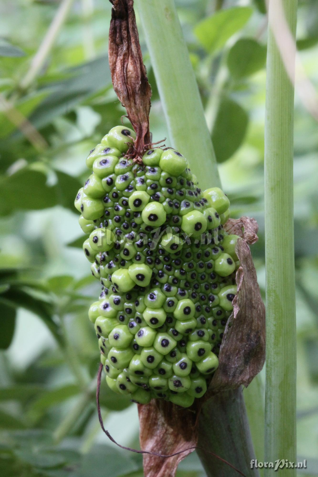 Arisaema ciliatum var. liubaense