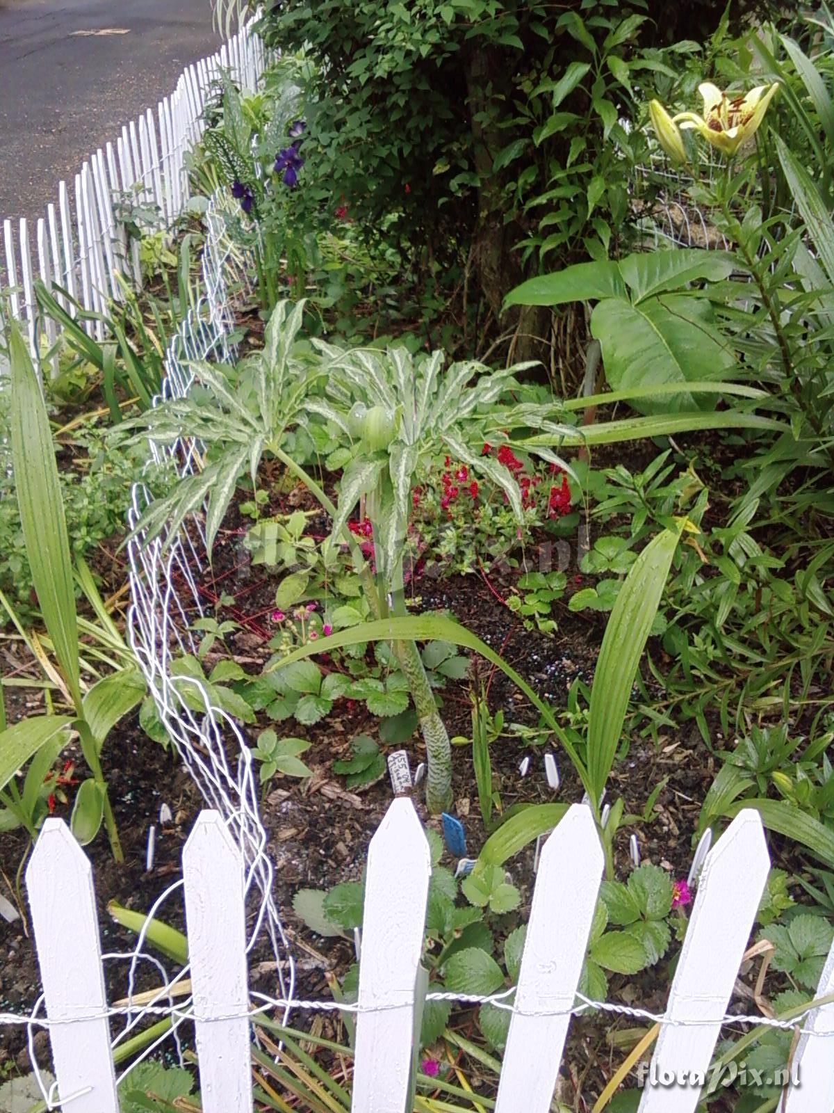 Arisaema consanguineum