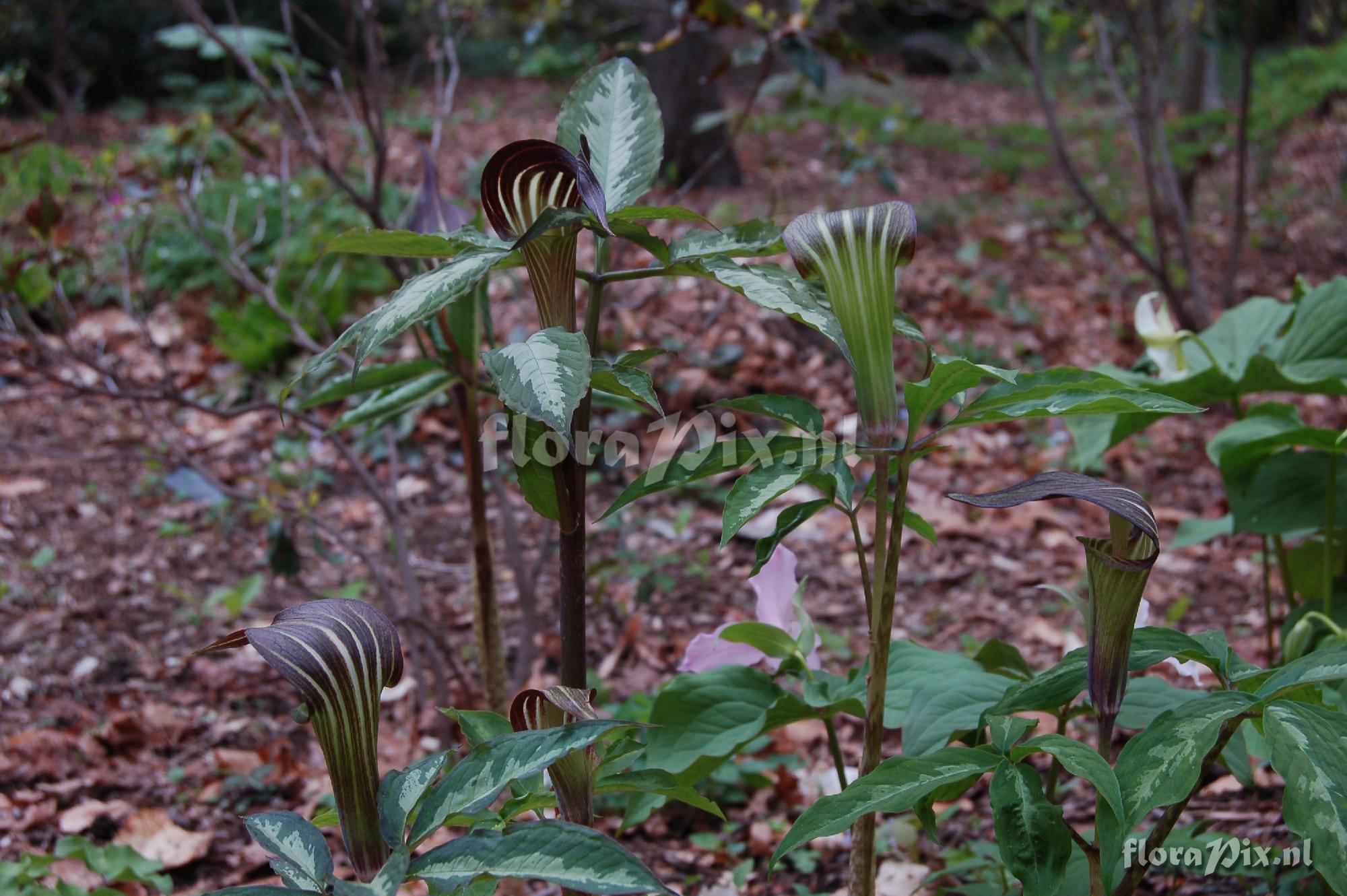 Arisaema sikokianum hybrid