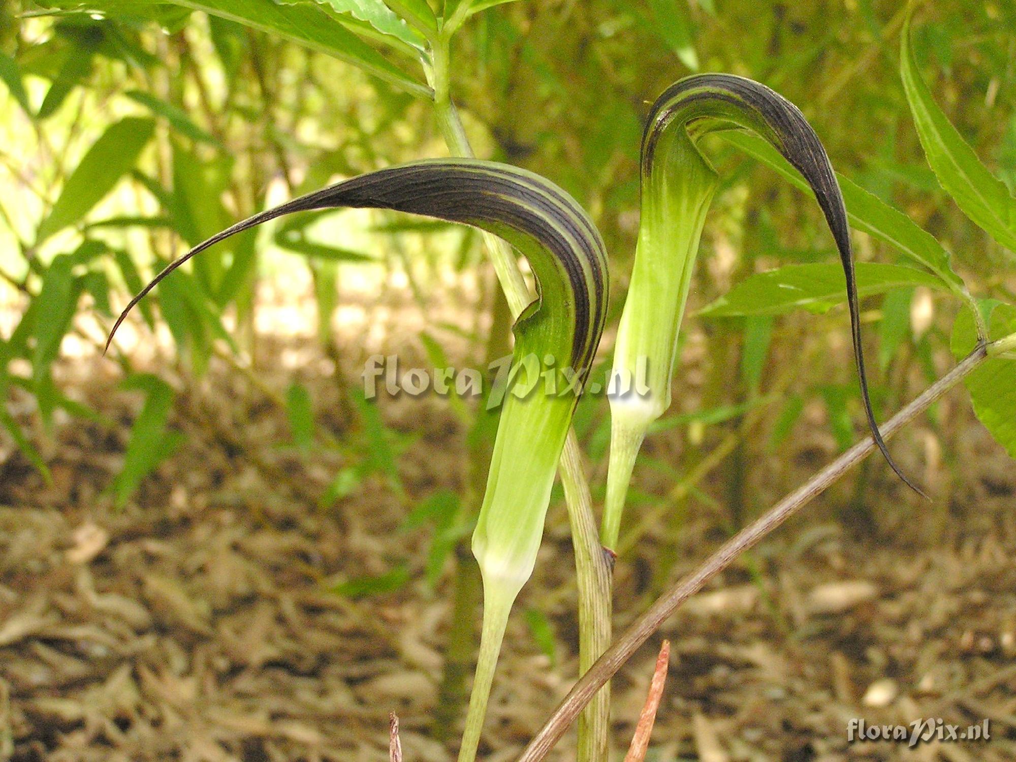 Arisaema cucullatum