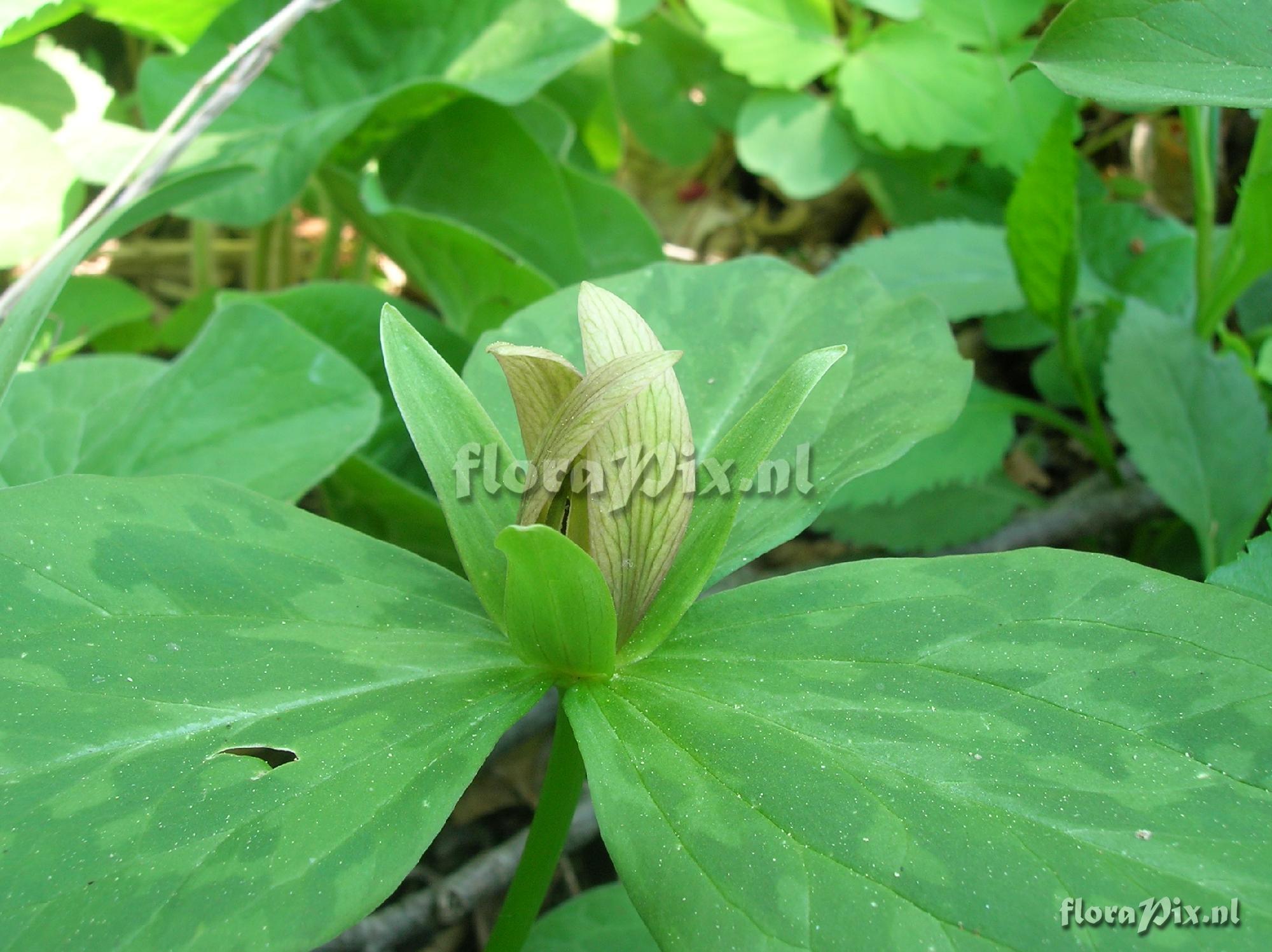 Trillium sessile