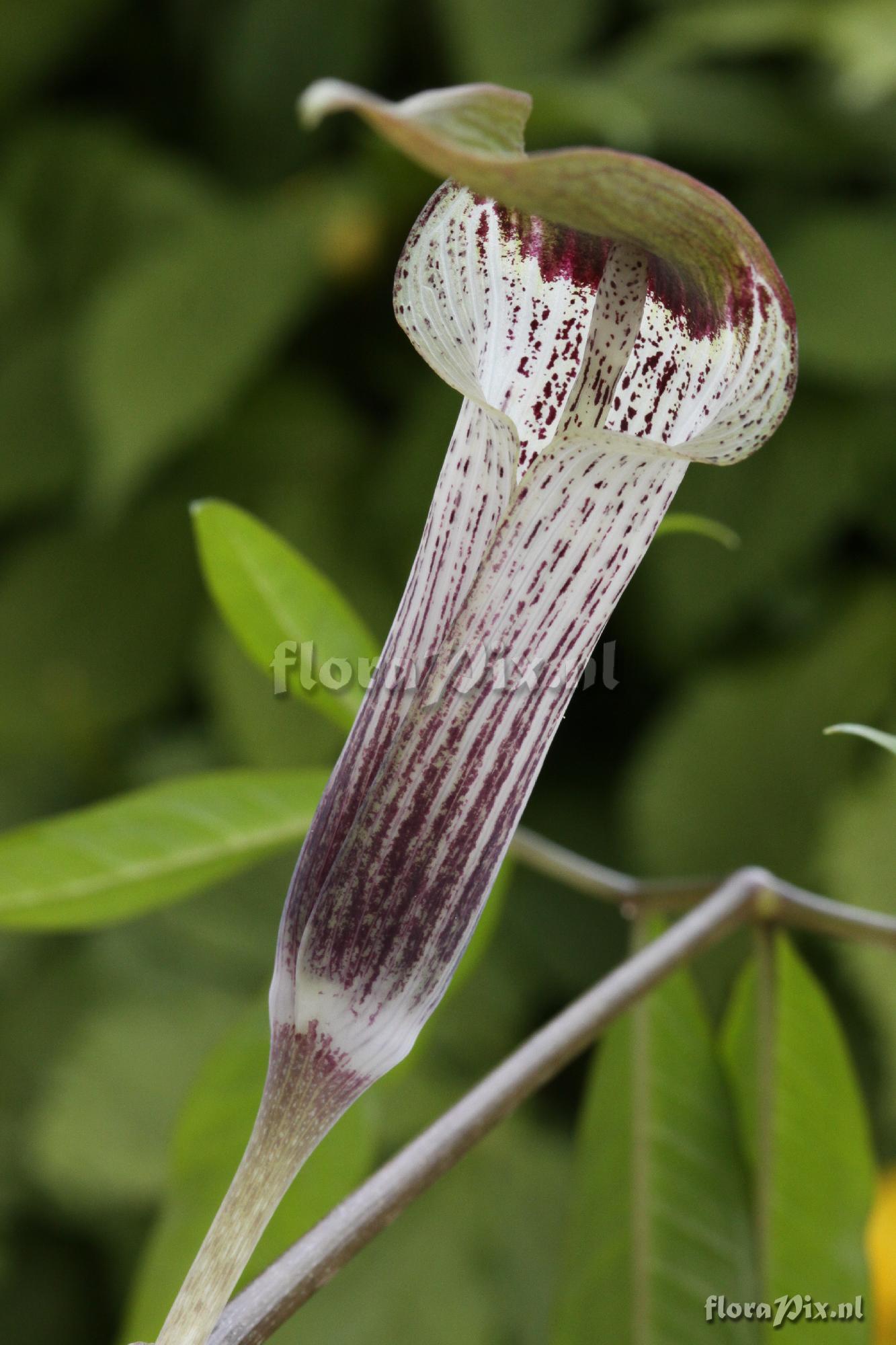 Arisaema iyoanum