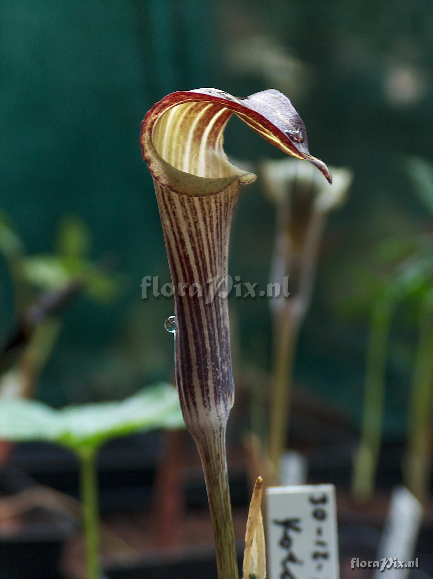 Arisaema undulatifolium