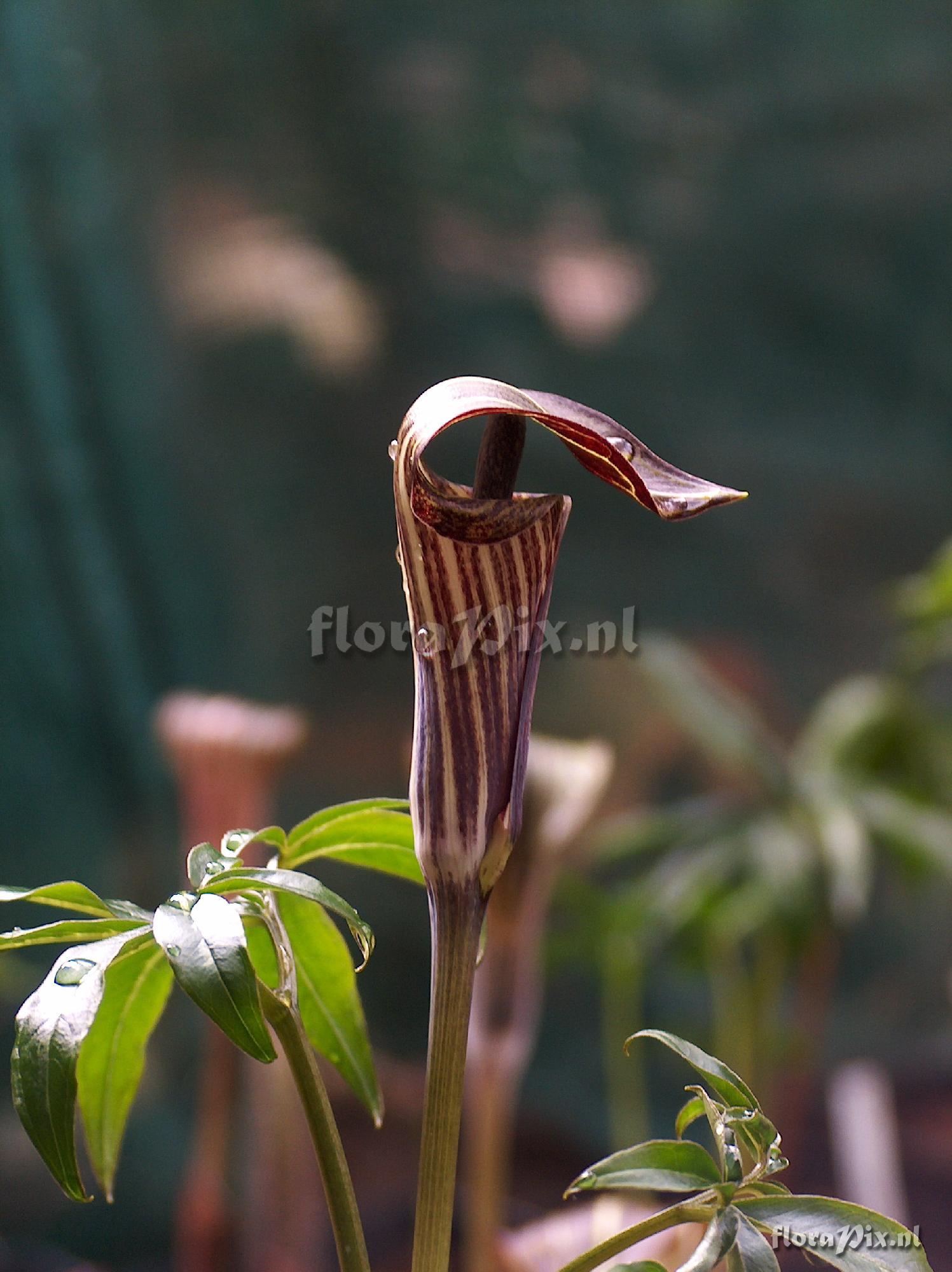 Arisaema yosinagae