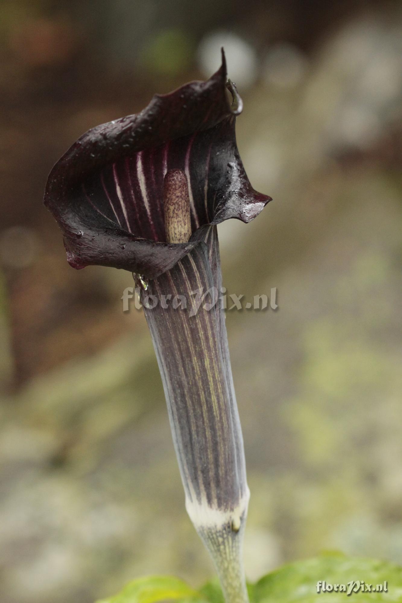 Arisaema mayebarae