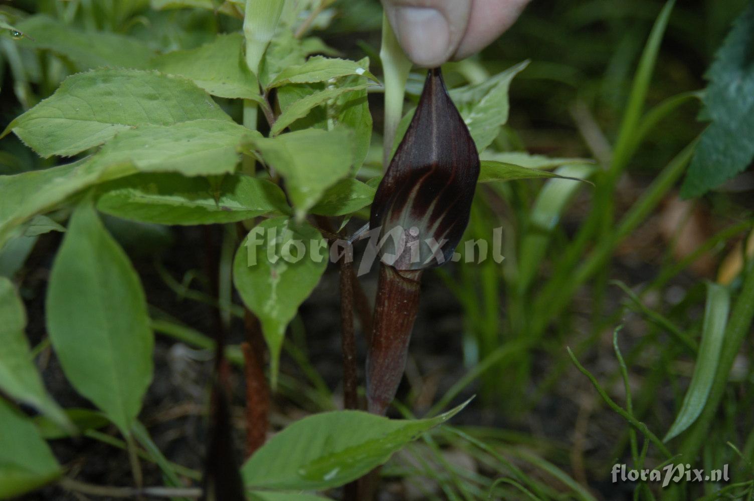 Arisaema ehimense