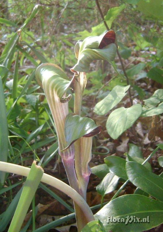 Arisaema triphyllum