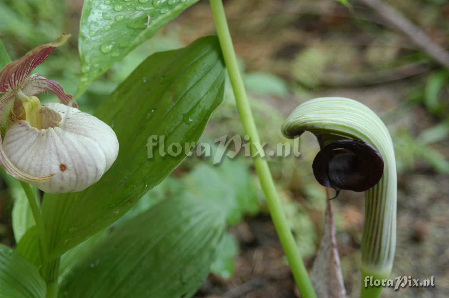 Arisaema ringens