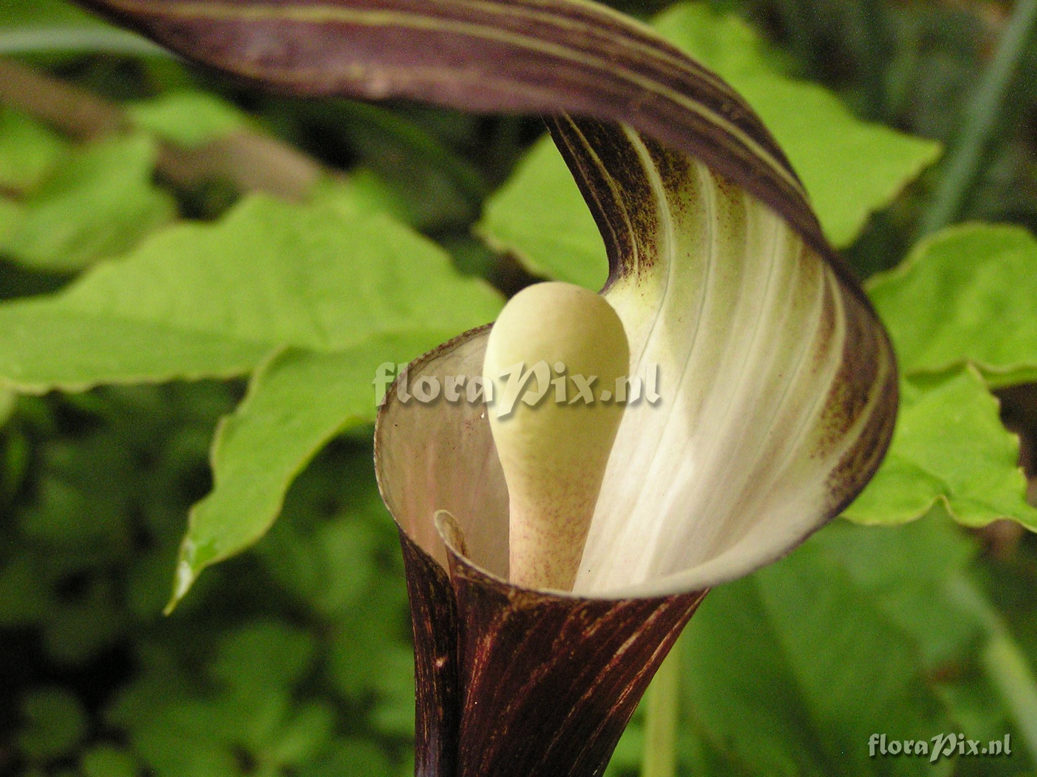 Arisaema englerii x sikokianum