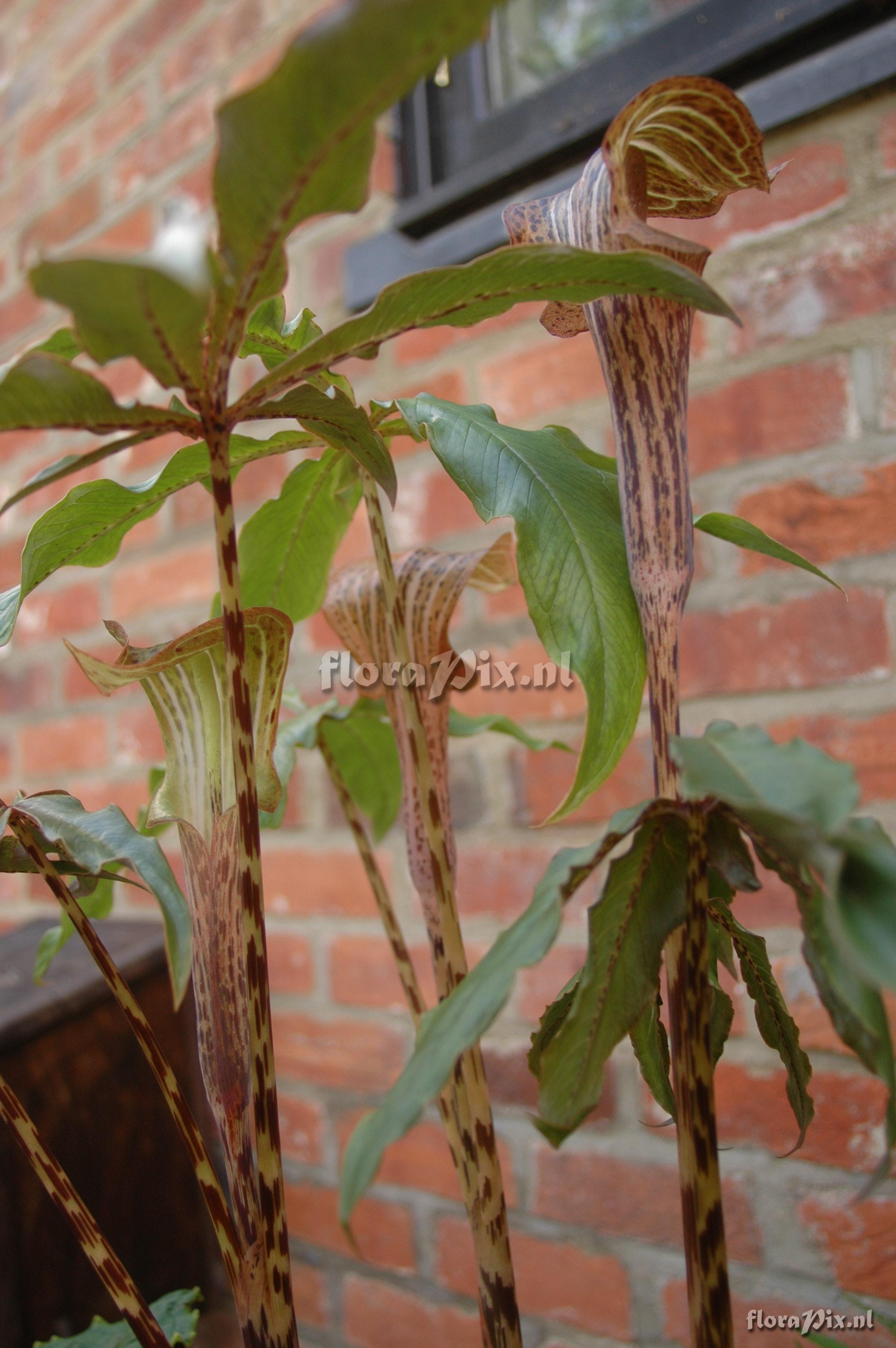 Arisaema nepenthoides