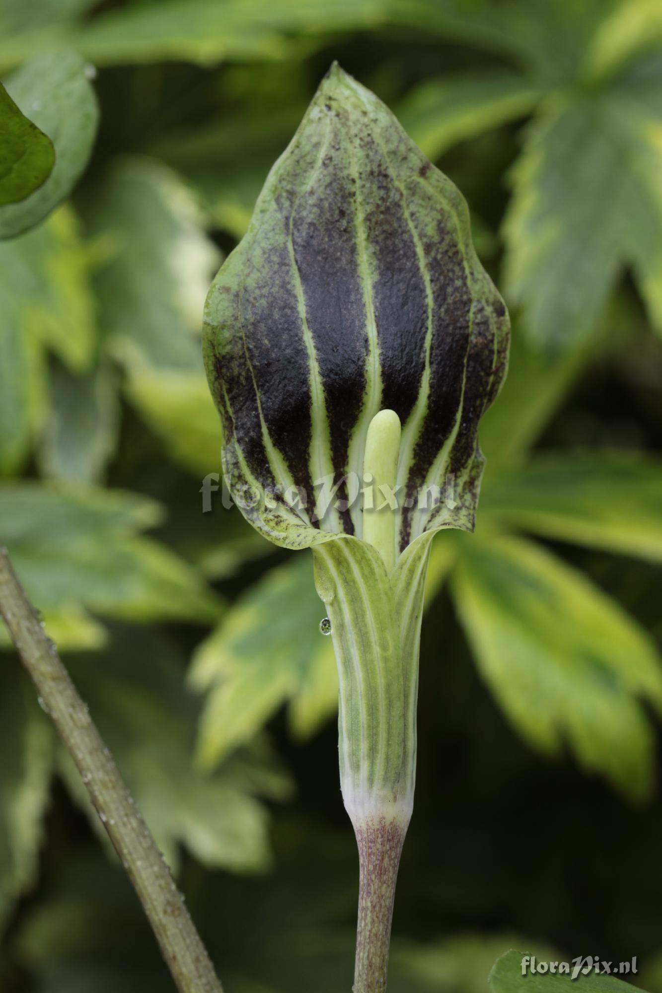 Arisaema triphyllum var. stewardsonii