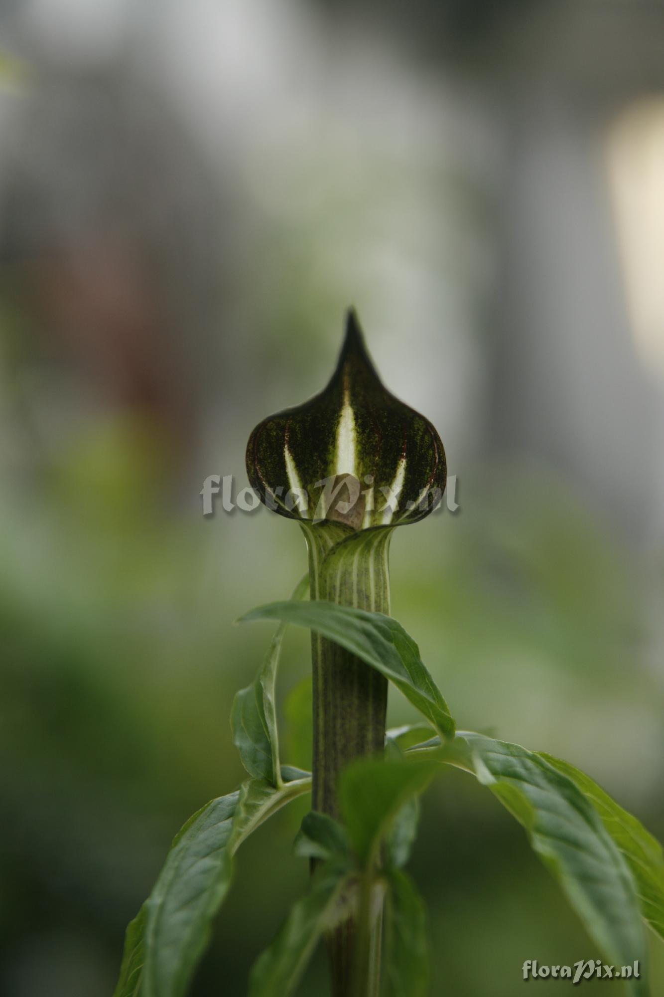 Arisaema serratum