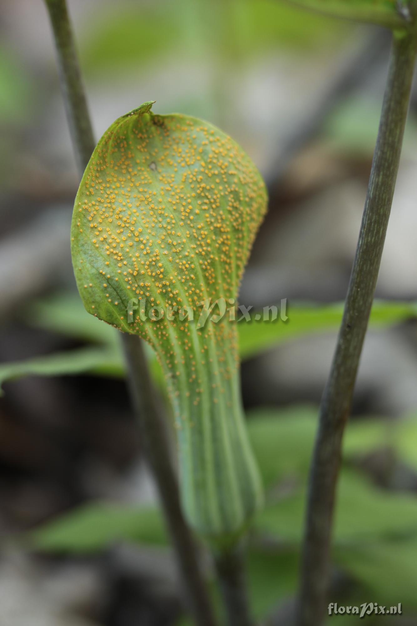 Arisaema triphyllum