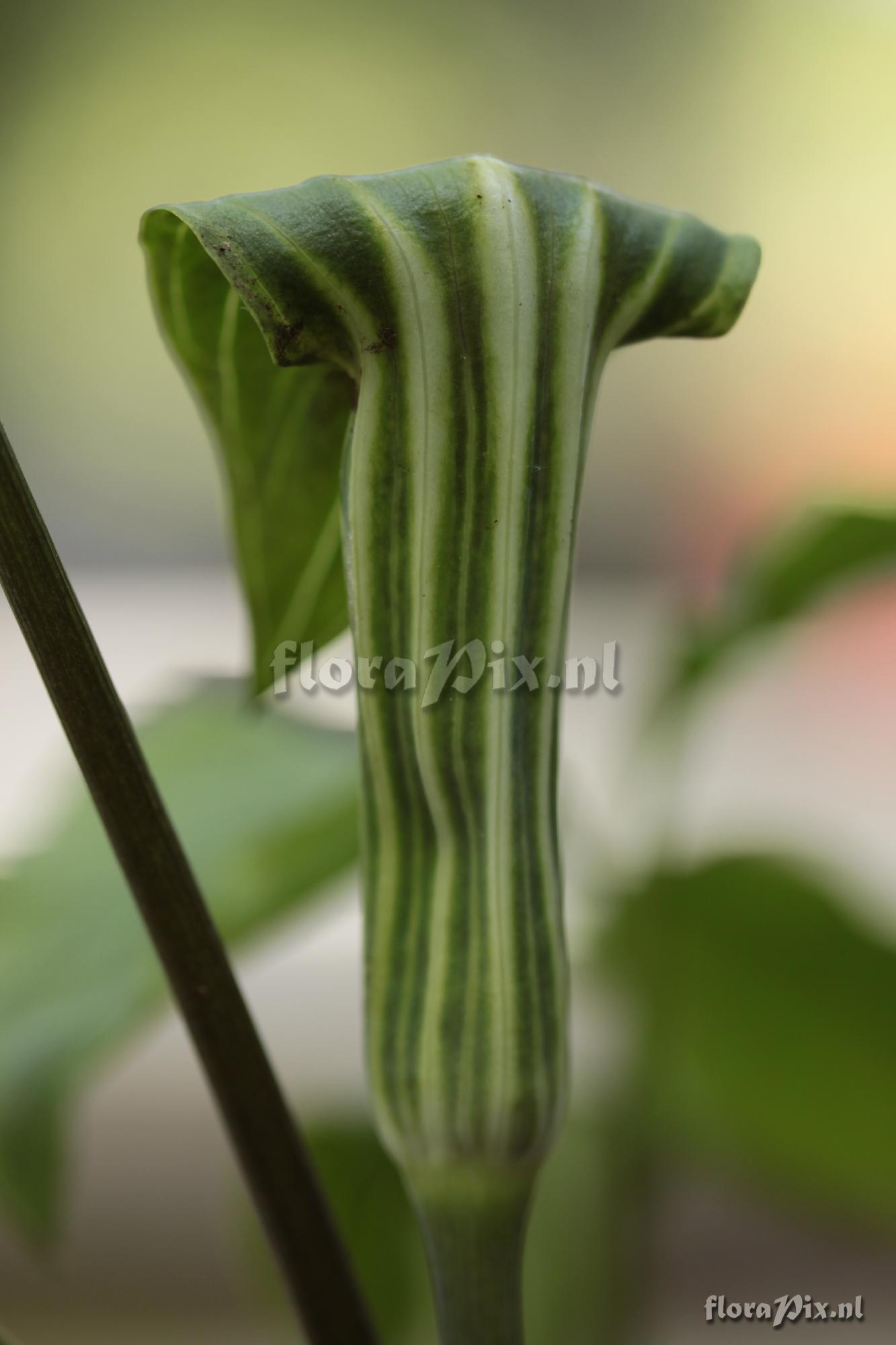 Arisaema triphyllum var. stewardsonii