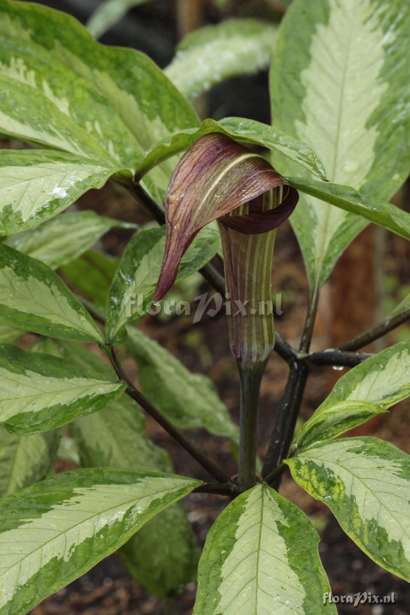 Arisaema serratum 