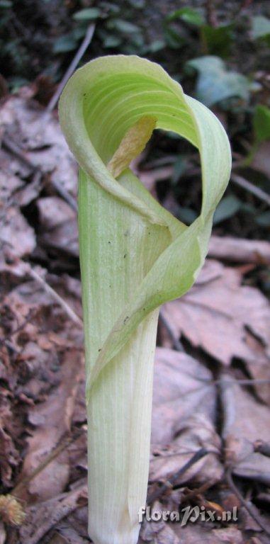 Arisaema sp. cf. amurense