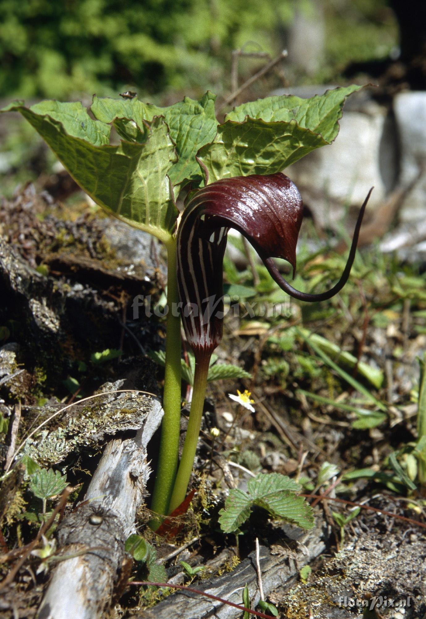 Arisaema elephas