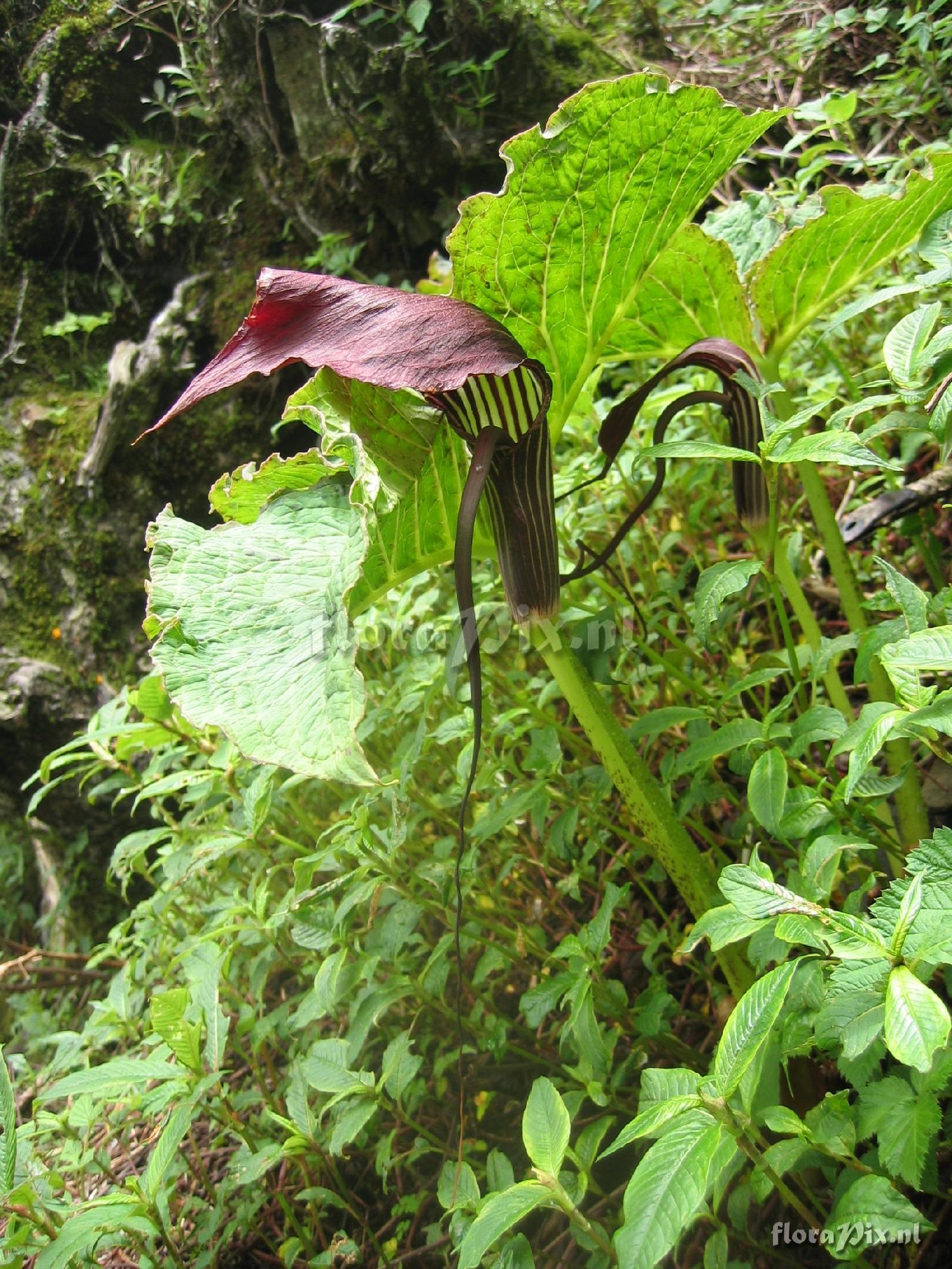 Arisaema elephas