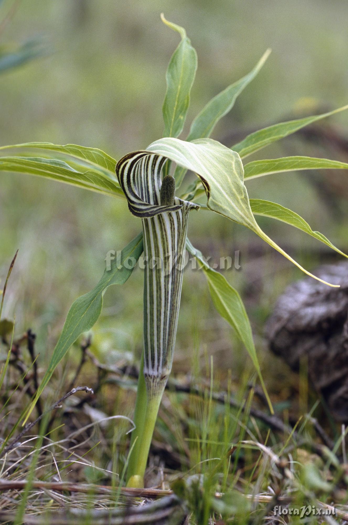 Arisaema ciliatum