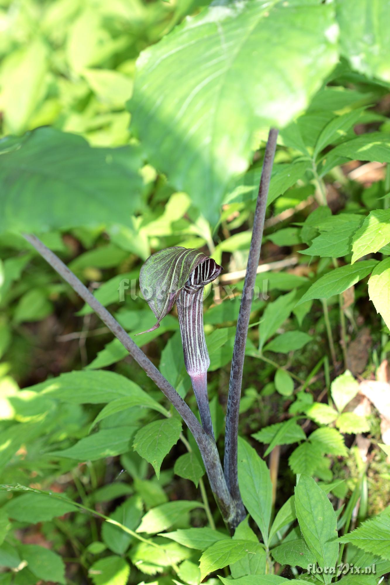 Arisaema triphyllum