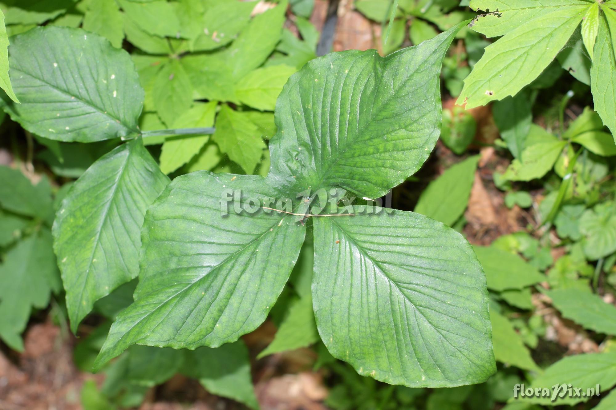 Arisaema triphyllum