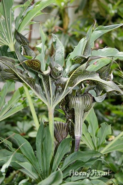 Arisaema ciliatum var. liubaense