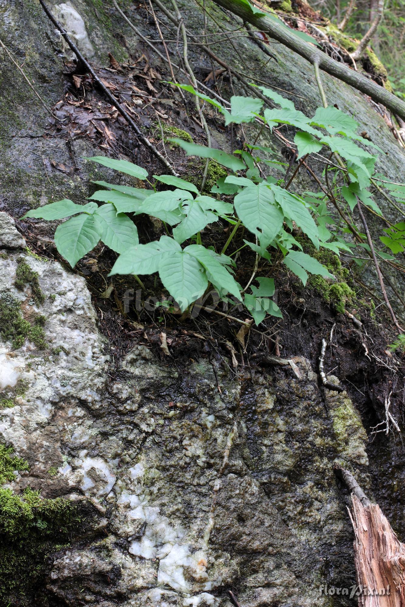 Arisaema triphyllum