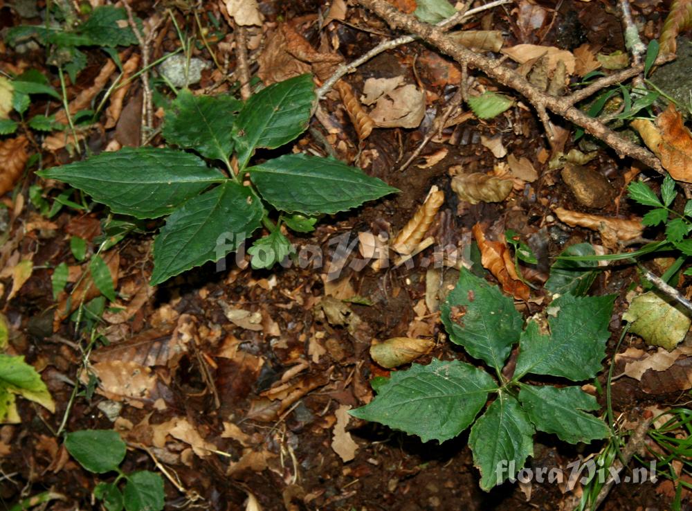 Arisaema nikoense var. australe