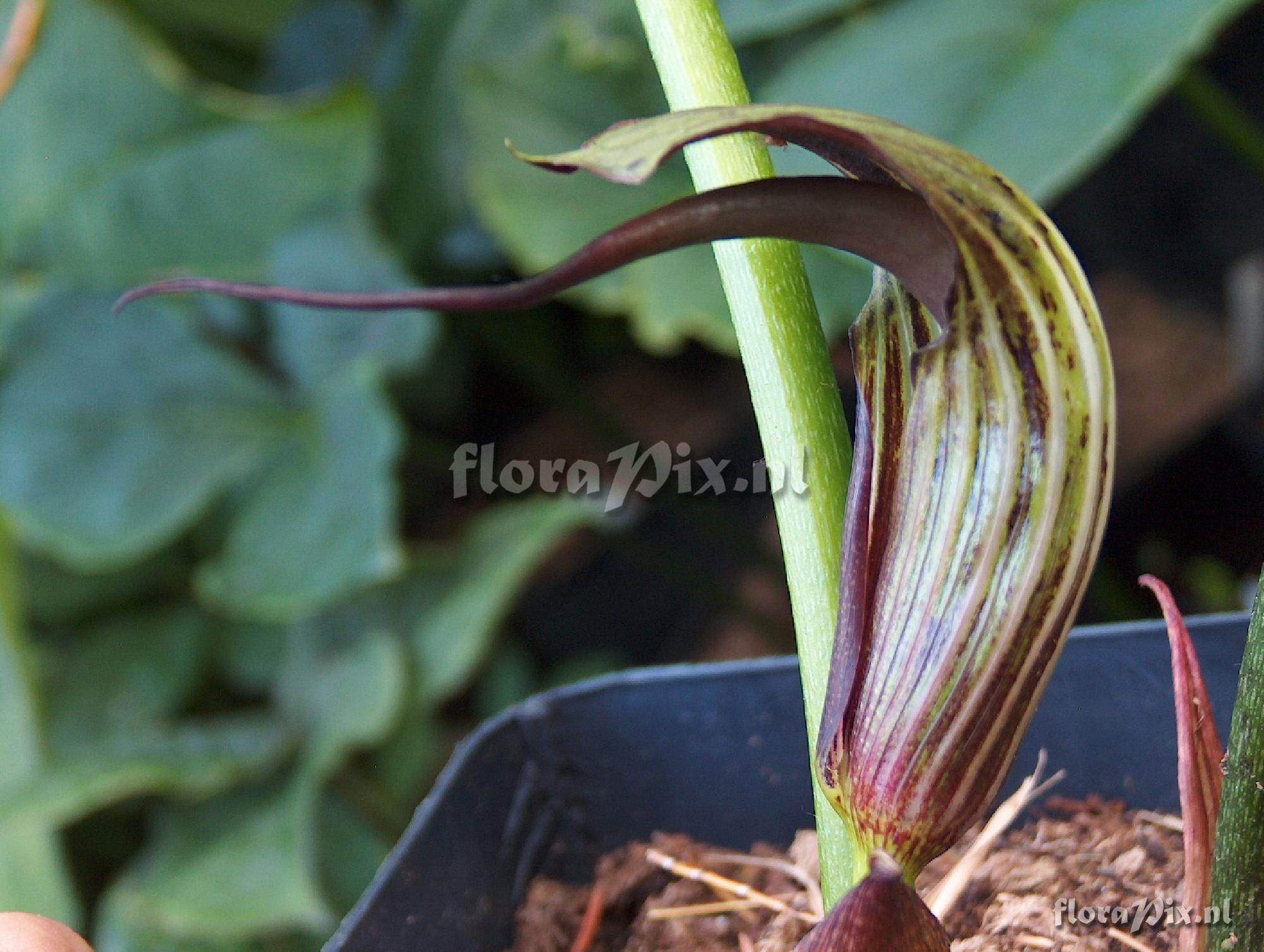 Arisaema elephas