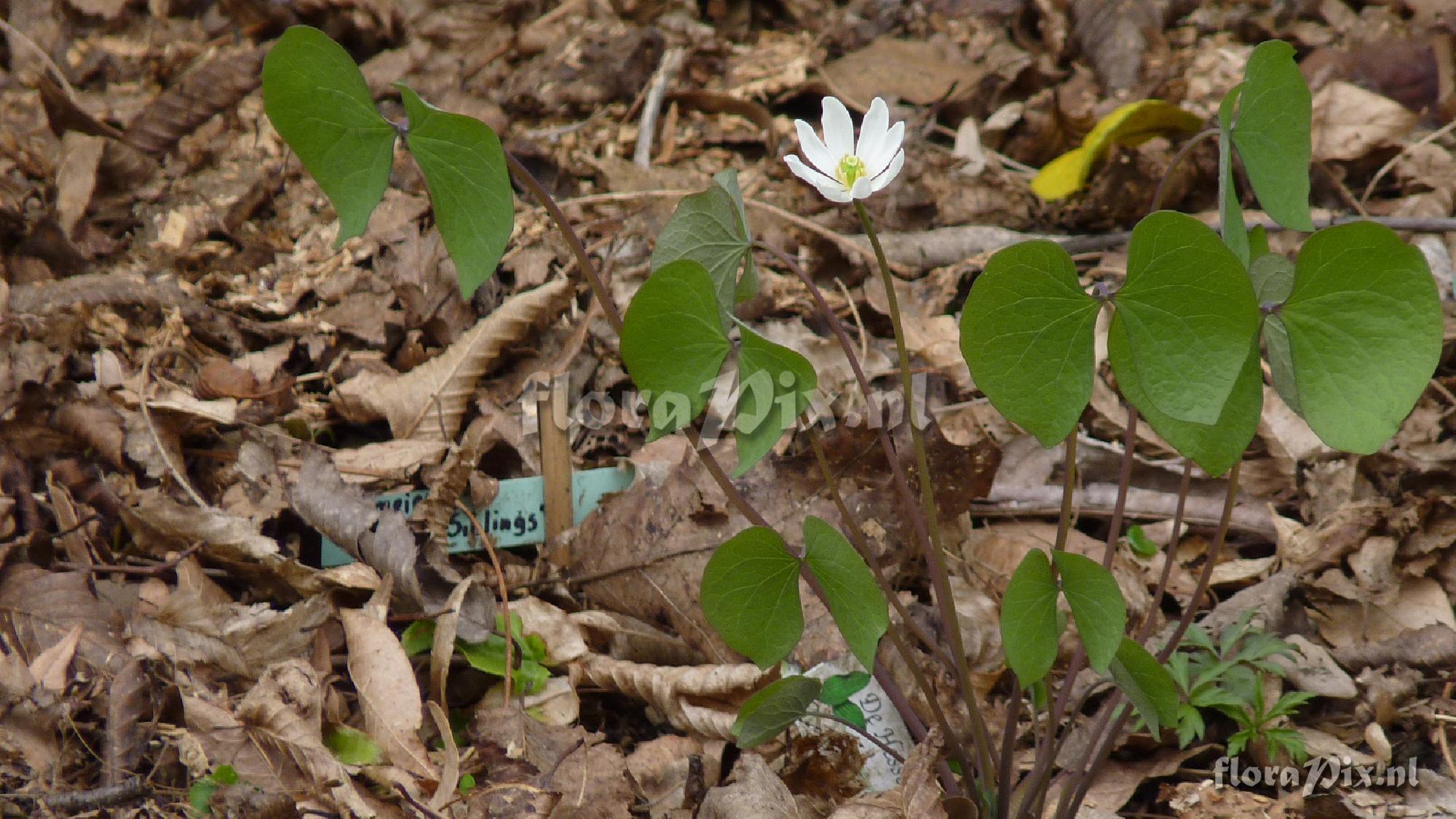 Jeffersonia dyphyllum