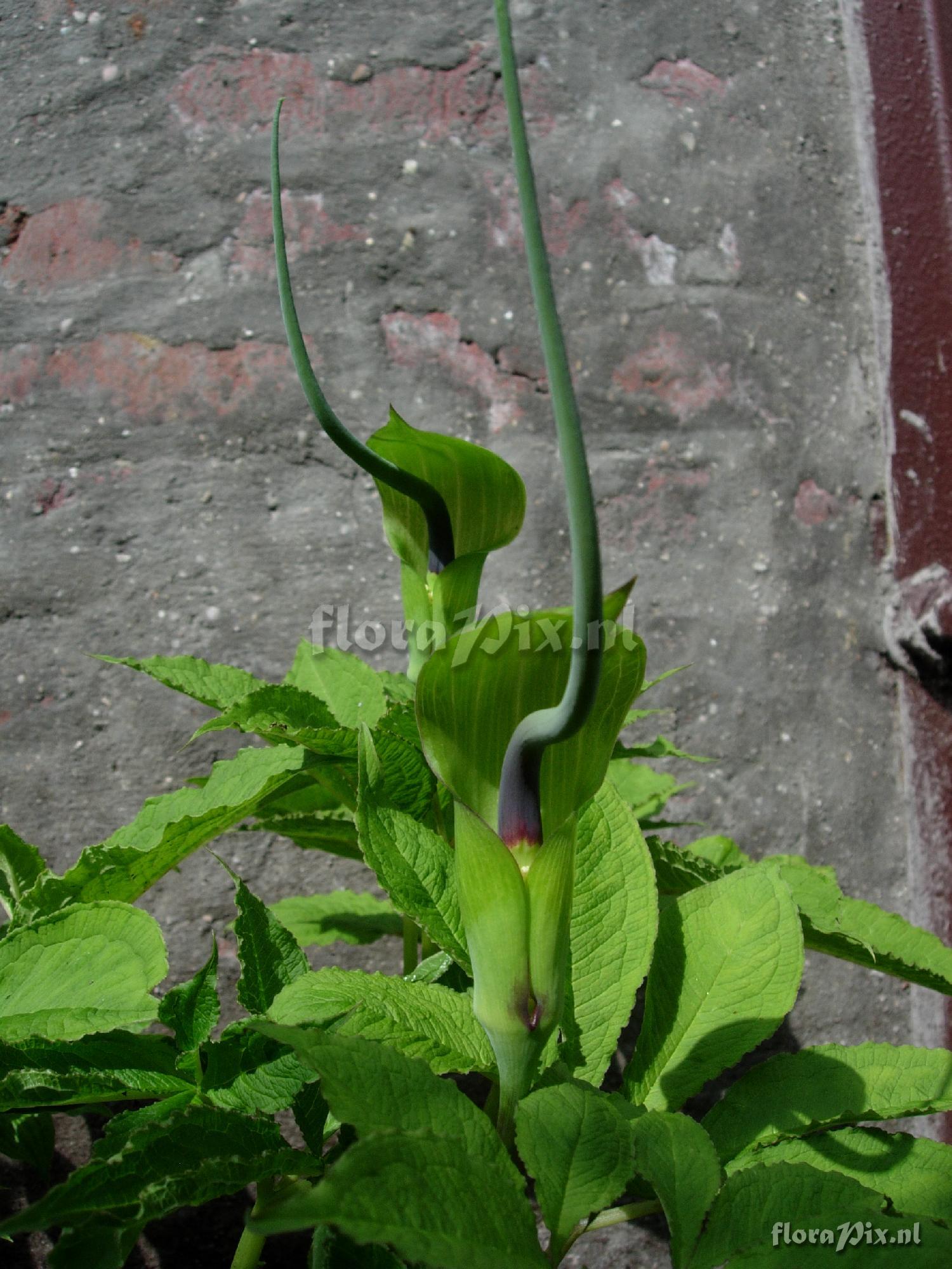 Arisaema tortuosum