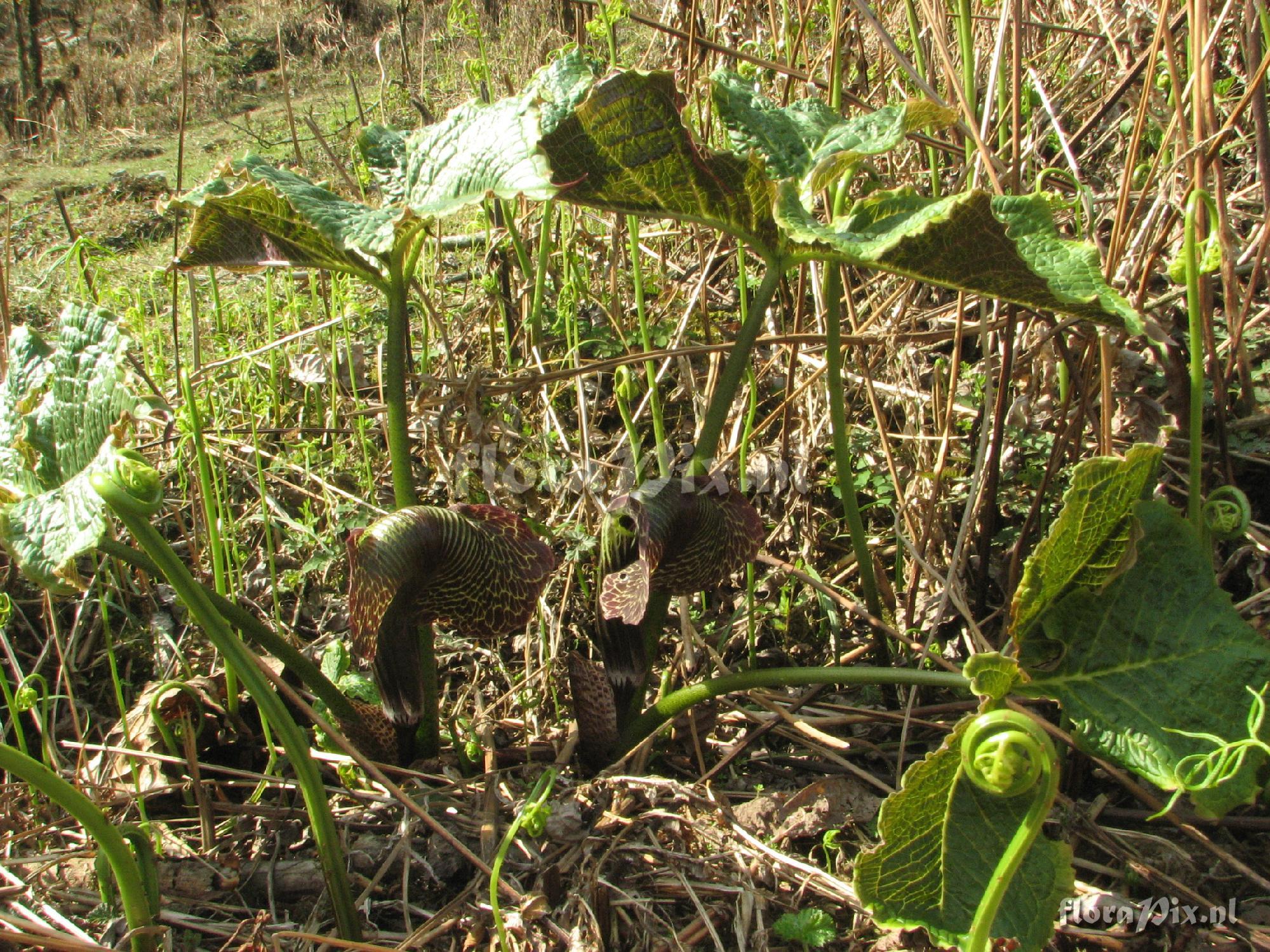 Arisaema griffithii var. verrucosum