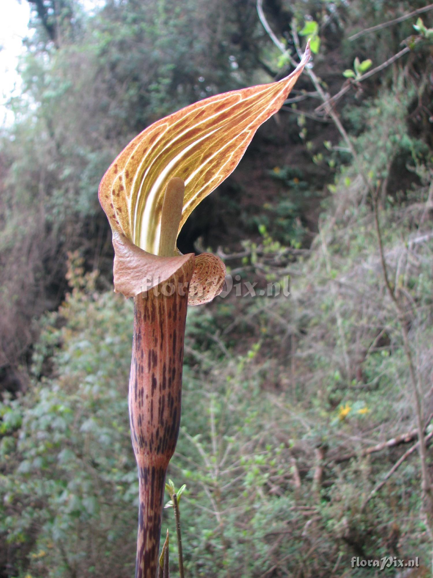 Arisaema nepenthoides