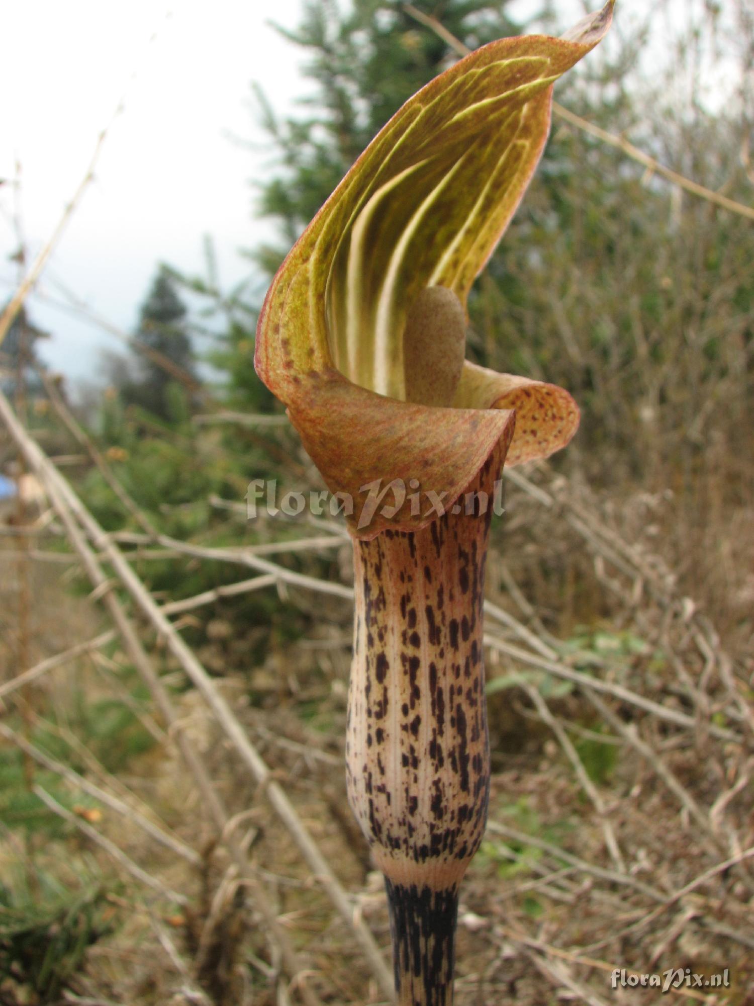 Arisaema nepenthoides