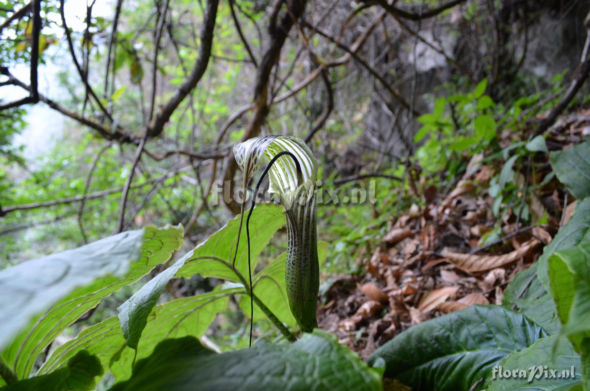 Arisaema propinquum