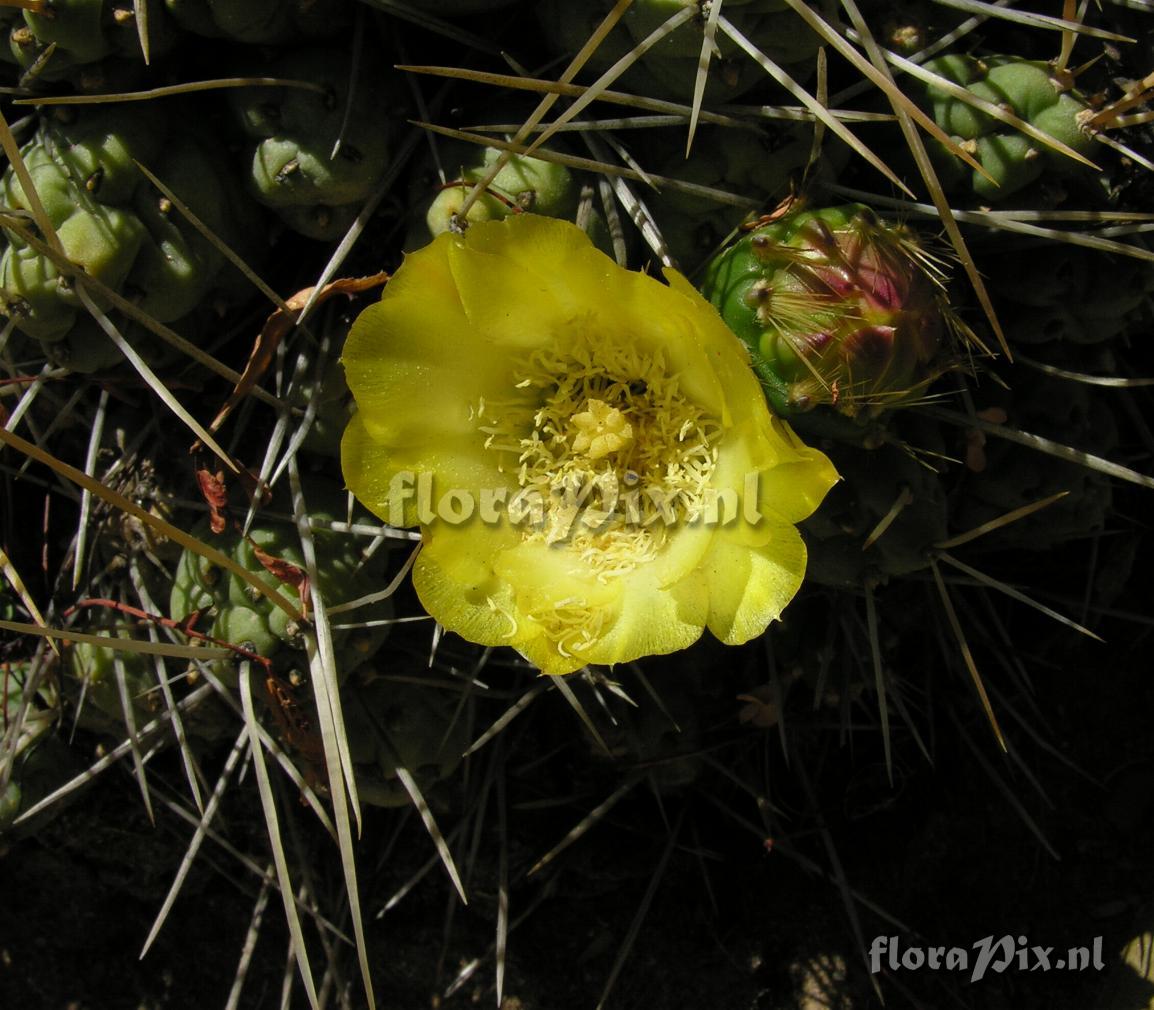 Maihueniopsis boliviana