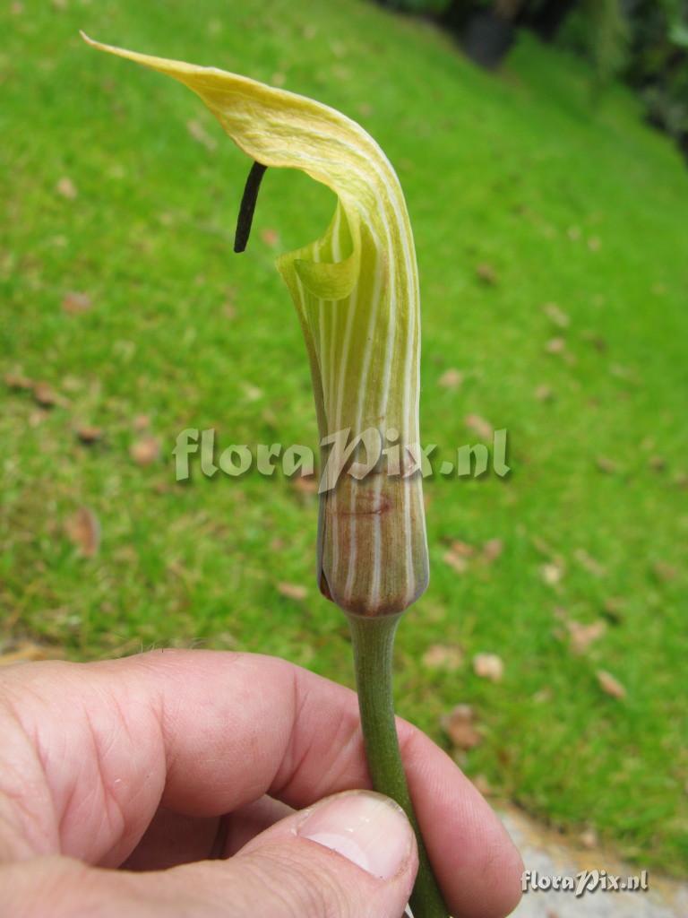 Arisaema lichiangense