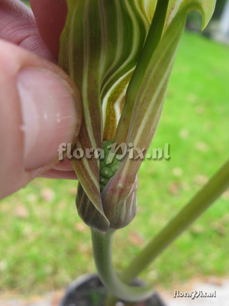 Arisaema lichiangense