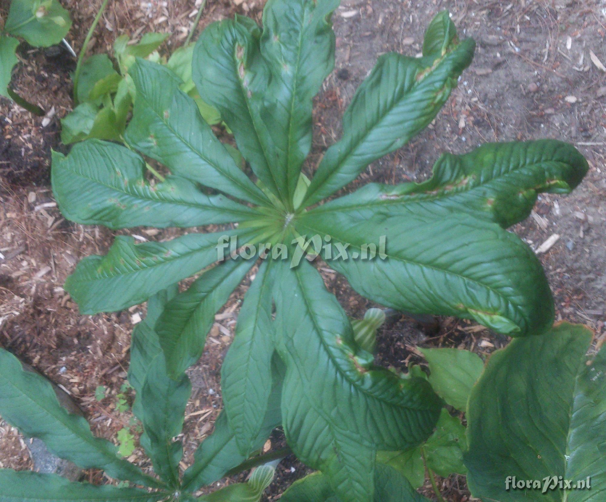 arisaema exappendiculatum