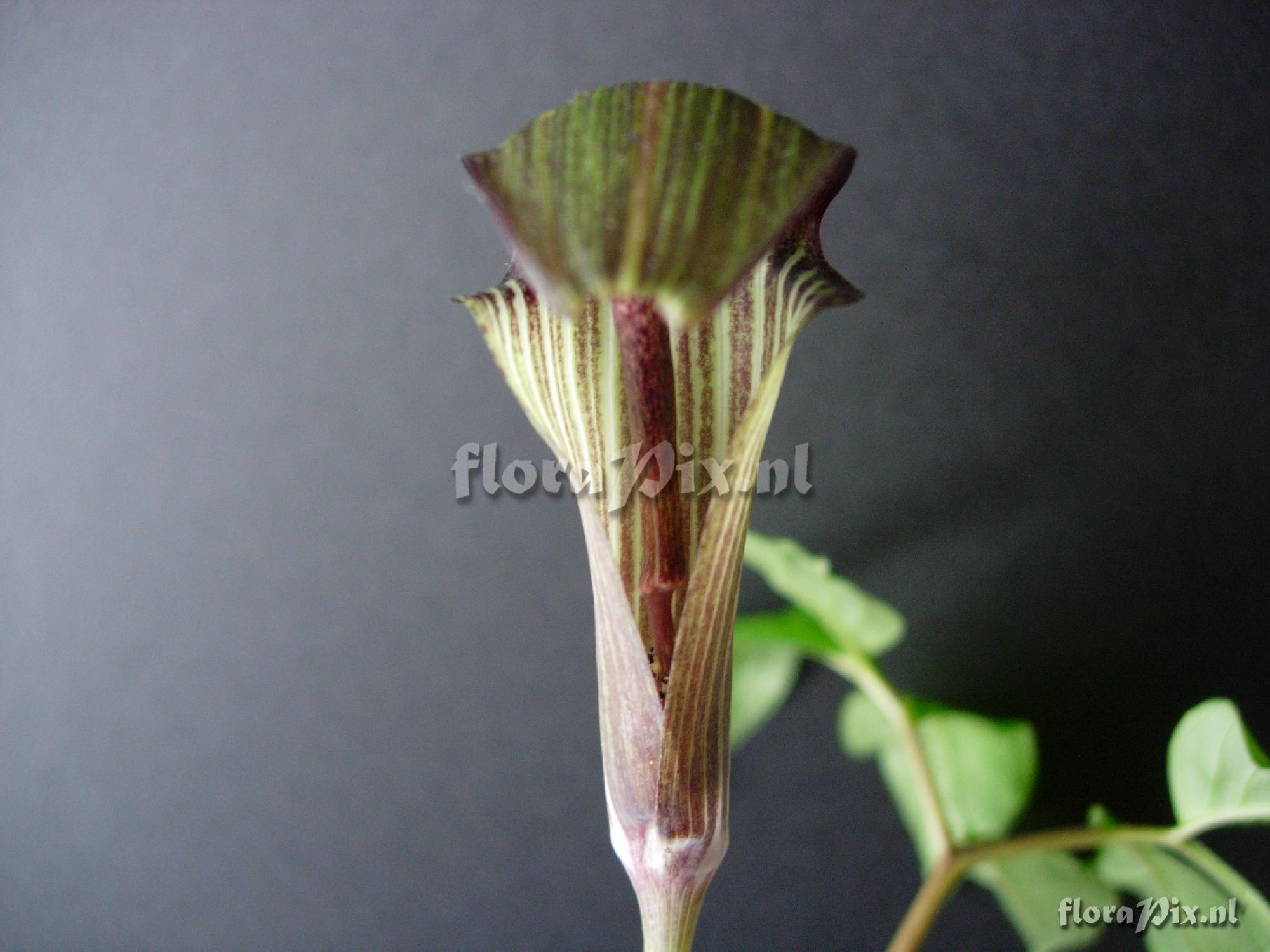 arisaema unidentified