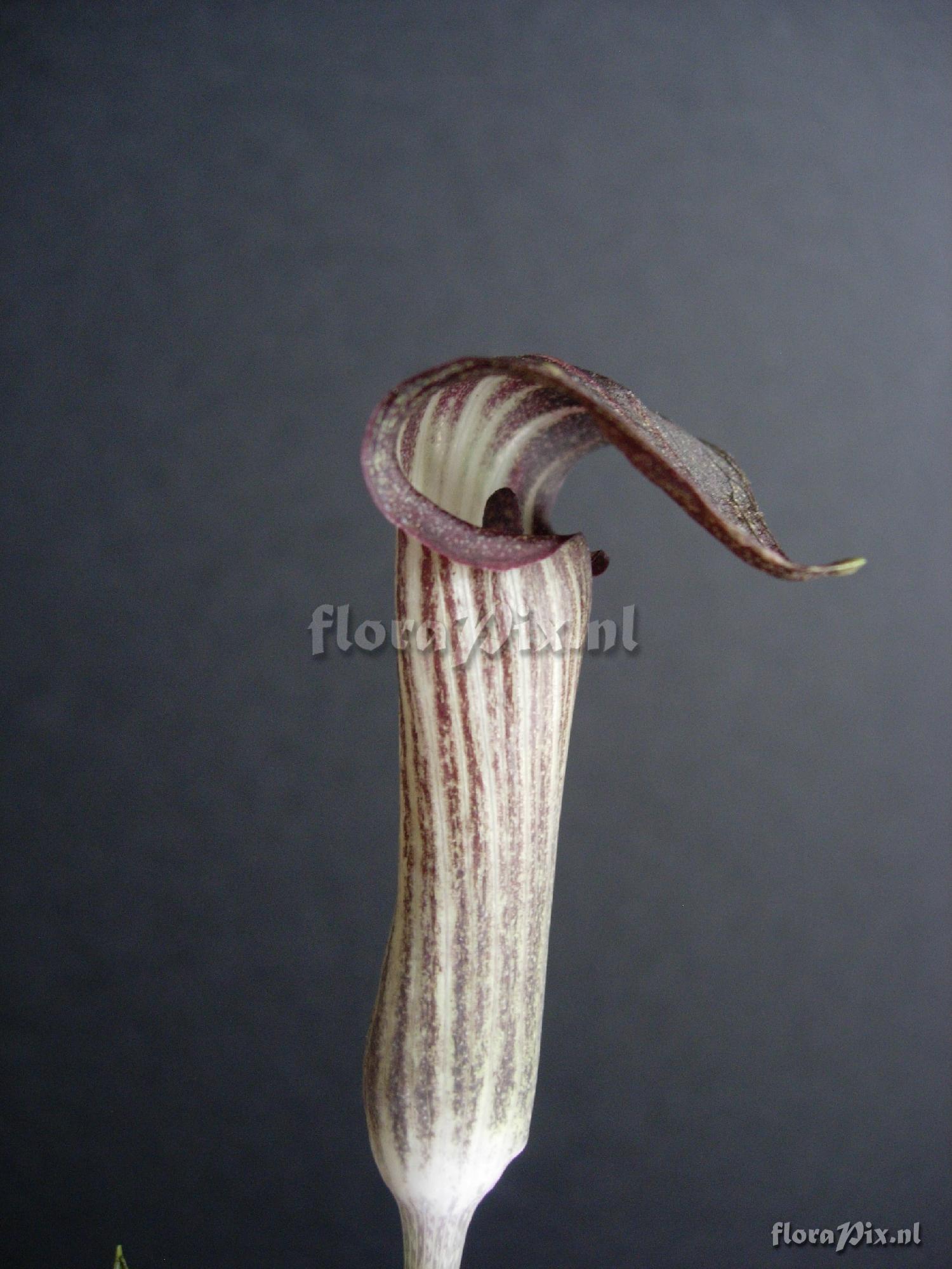 arisaema nambae