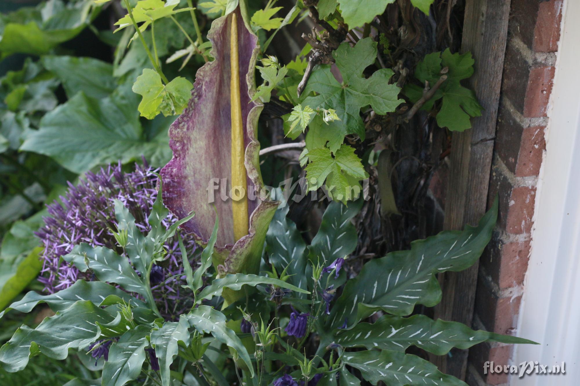 Dracunculus vulgaris