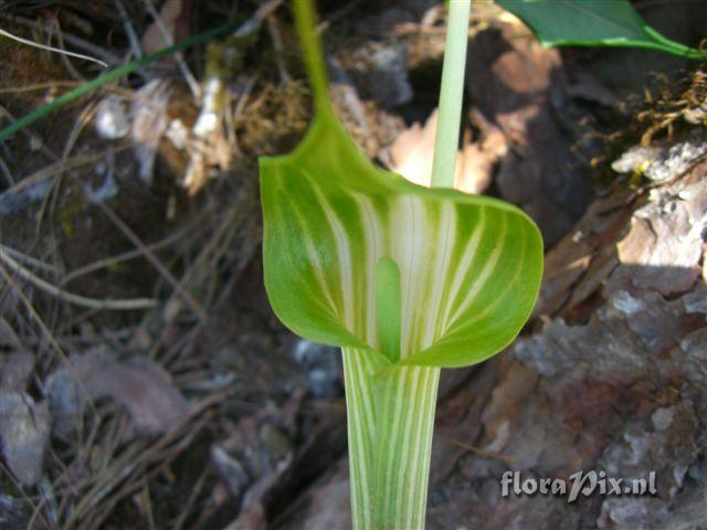 Arisaema