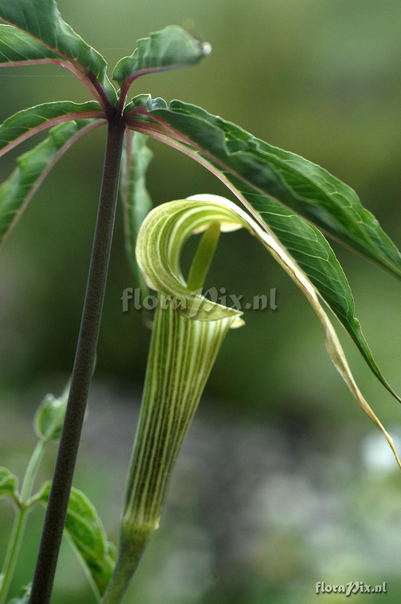 Arisaema spec. E