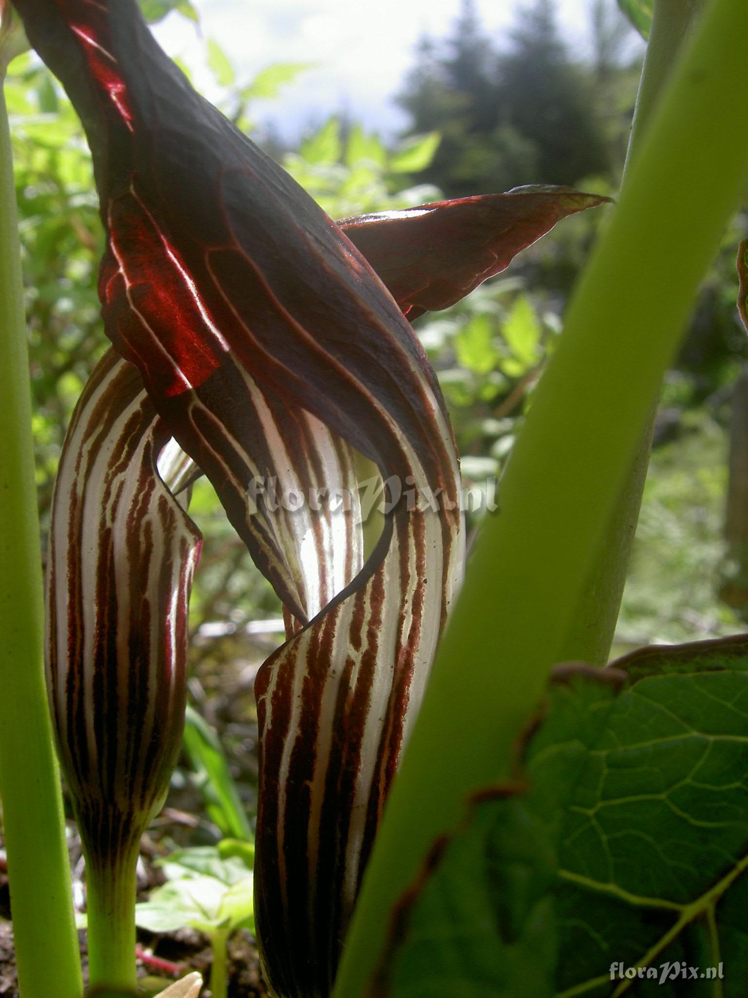 Arisaema spec. I