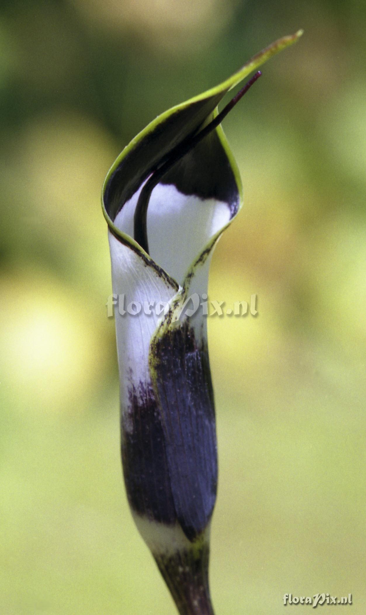 Arisaema averyanovii